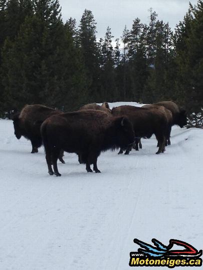 Nos amis bisons qui monopolisent le sentier Nos amis bisons qui monopolisent le sentier